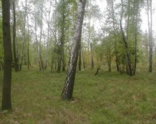 Lesní pozemek v Brušperku, okr. Frýdek - Místek. Exekuční dražba. Lesní pozemek v Brušperku, okr. Frýdek - Místek. Exekuční dražba.