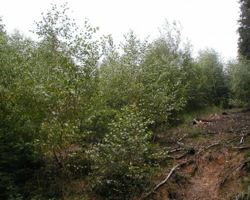 Lesní pozemek parc.č. 1575/4 o výměře 2.756 m2 v Dubnici, okr. Česká Lípa. Exekuční dražba.