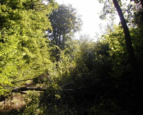 Lesní pozemek parc. č. 1605/2 o výměře 4.782 m2 v Dubnici, okr. Česká Lípa. Exekuční dražba. Lesní pozemek parc. č. 1605/2 o výměře 4.782 m2 v Dubnici, okr. Česká Lípa. Exekuční dražba.