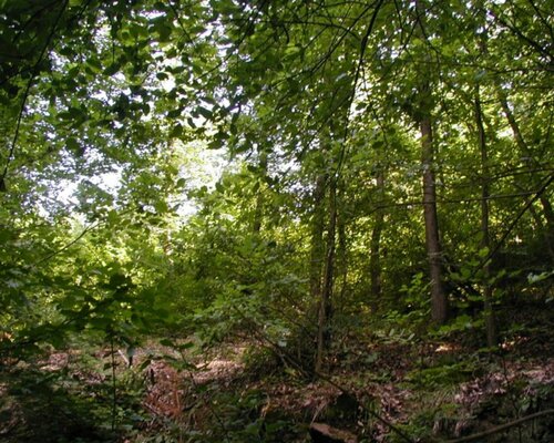 Lesní pozemek parc. č. 1605/4 o výměře 2.347 m2 v Dubnici, okr. Česká Lípa. Exekuční dražba.