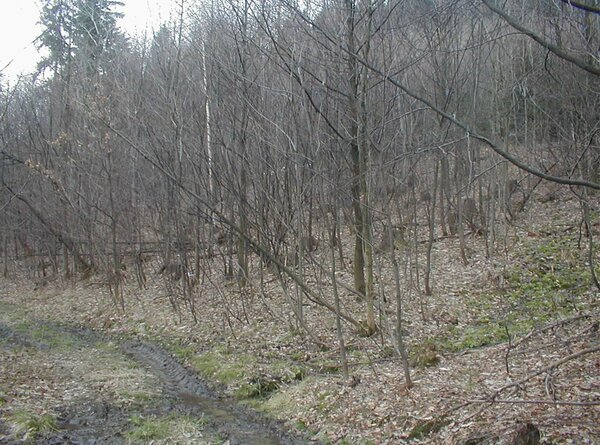 Lesní pozemek Smilovice