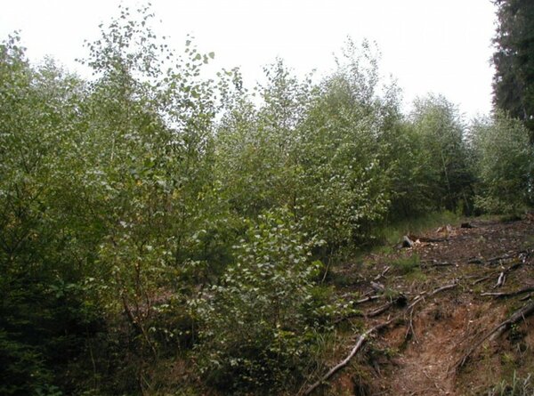 Lesní pozemek parc.č. 1575/4 o výměře 2.756 m2 v Dubnici, okr. Česká Lípa. Exekuční dražba.