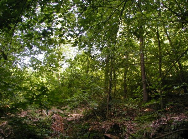 Lesní pozemek parc. č. 1605/4 o výměře 2.347 m2 v Dubnici, okr. Česká Lípa. Exekuční dražba.